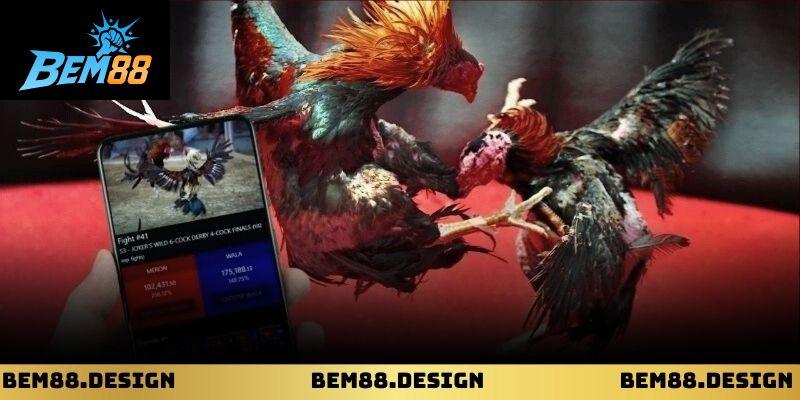 Hình ảnh chiến kê nhập trận trong sảnh đá gà bem88