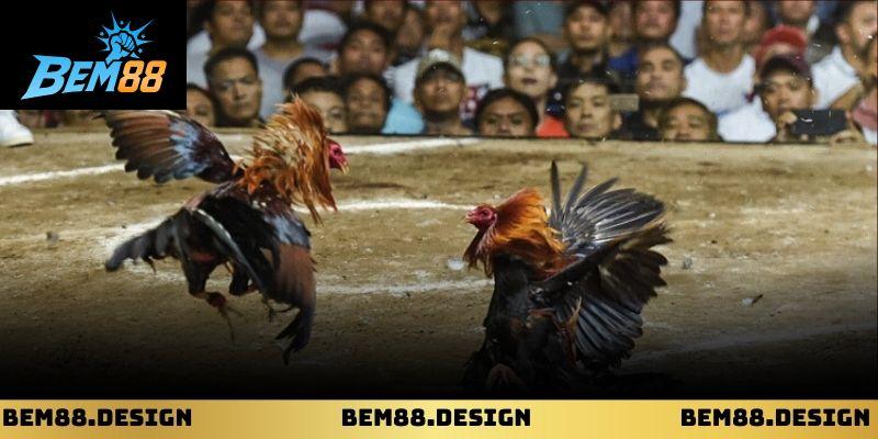 Trực Tiếp Đá Gà Mộc Bài: Trải Nghiệm Sòng Đấu Sống Động 1 Trực tiếp đá gà mộc bài