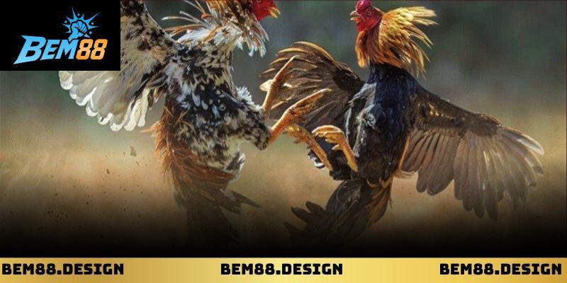 Khung hiển thị đặt cược trực tiếp đá gà mộc bài dễ thao tác