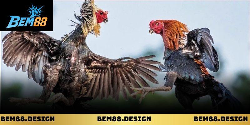 Khung cảnh trường gà Mộc Bài với chiến kê chuẩn bị ra trận