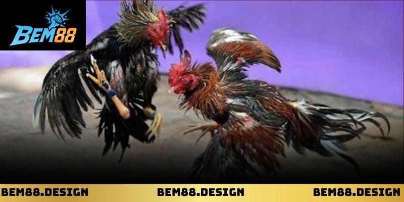 Trường Gà Thomo: Sức Hút Từ Những Màn Đối Kháng Đỉnh Cao 1 Trường Gà Thomo